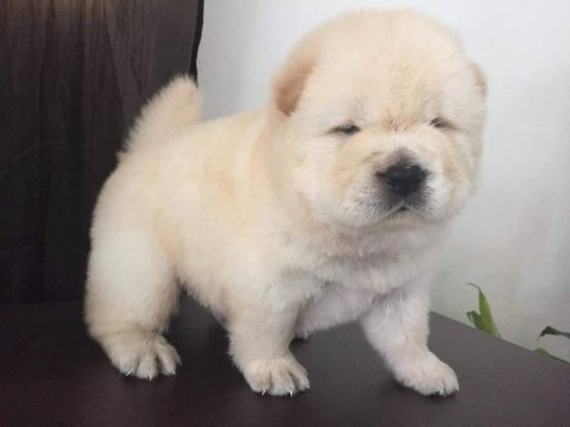 Stella AKC Chow chow puppy REady to go ! NICE!!!