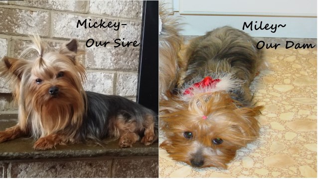 Yorkshire Terrier puppy dog for sale in Minnesota