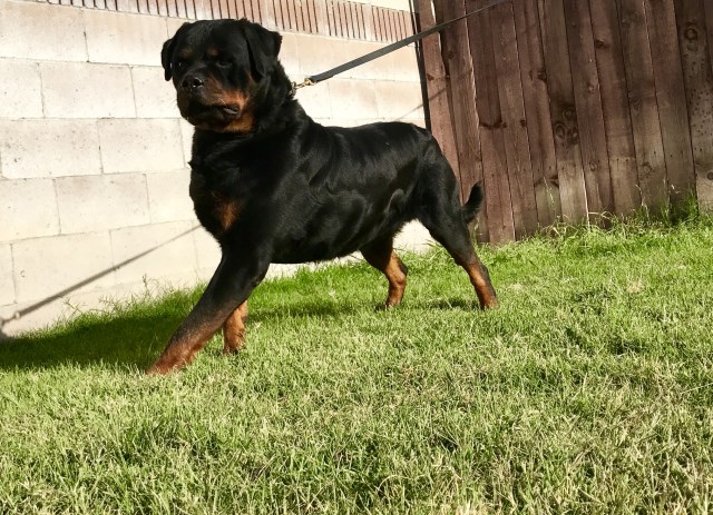 Rottweiler puppy for sale + 48939