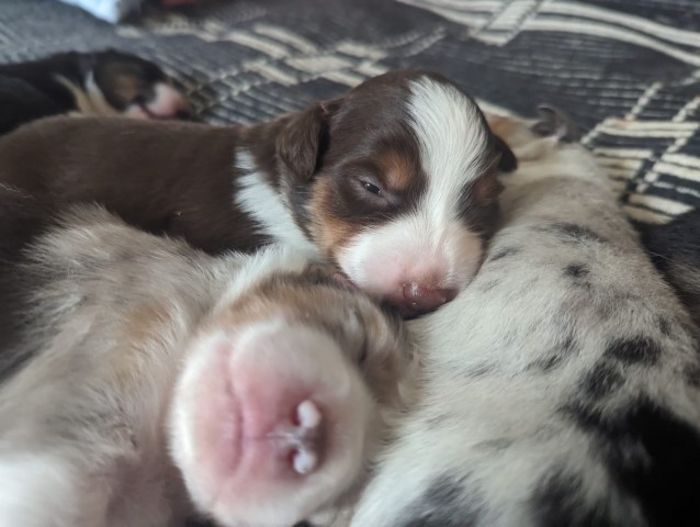 Australian Shepherd Dog puppy for sale + 65107