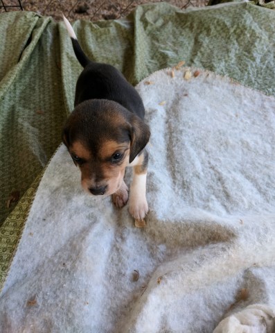Beagle puppy for sale + 50218