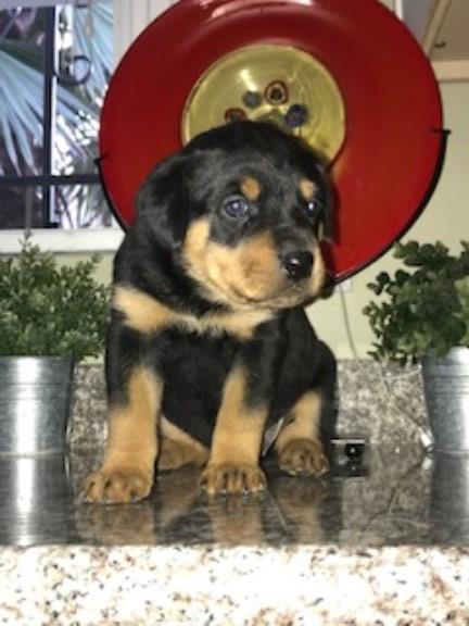 Rottweiler puppies looking for a new home...