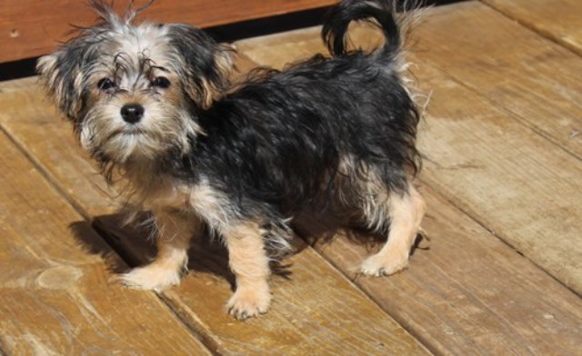 Yorkshire Terrier puppy for sale + 66505