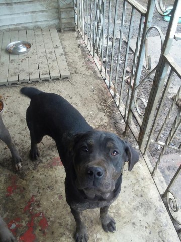 Cane Corso puppies