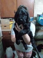 Saint Berdoodles Saint Bernard for sale/adoption