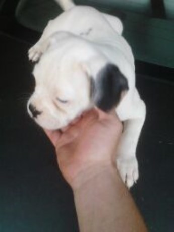 American Bulldog puppy for sale + 51585
