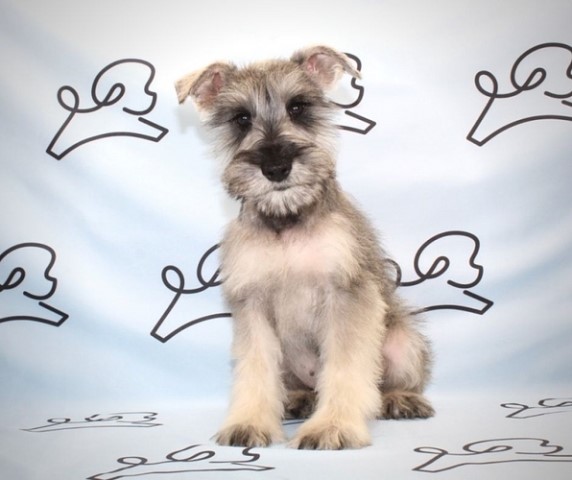 Miniature Schnauzer puppy dog for sale in Las Vegas, Nevada