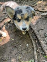 Australian Shepherd Blue Merle Puppy Australian Shepherd Dog for sale/adoption