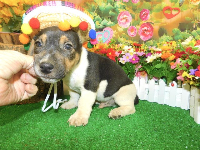 Jack Russell Terrier puppy for sale + 66597
