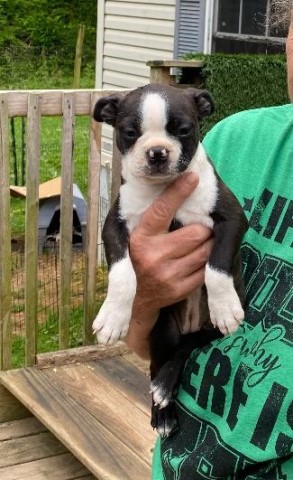 Puppy She is AKC registered.