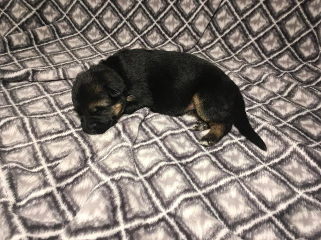 Orange puppy from Christmas Litter EUROPEAN IMPORTED PARENTS