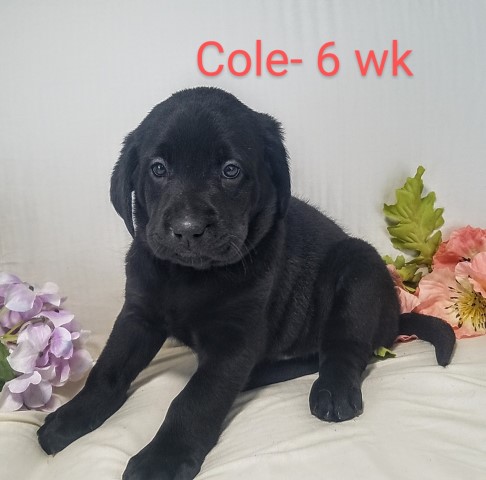 Labrador Retriever puppy for sale + 63070