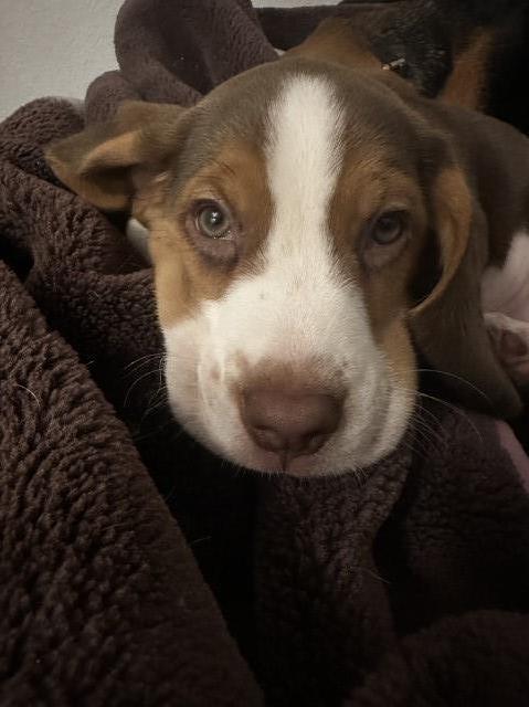 Males beagle puppy