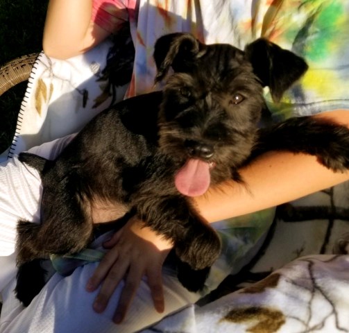 AKC male mini schnauzer