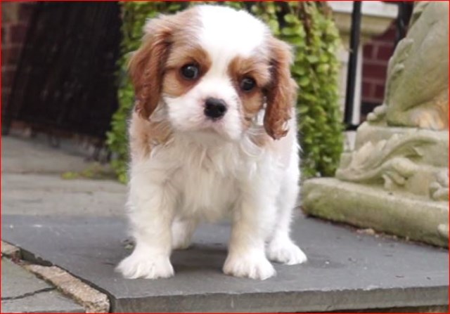 AKC CHAMPION SIRED Blenheim MALE