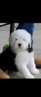 Old English Sheepdogs due in August Old English Sheepdog for sale/adoption