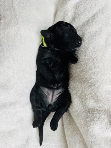 Goldendoodle puppy for sale + 67138