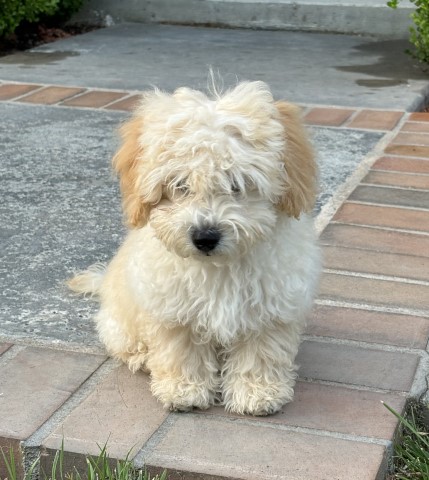 Maltipoo puppy for sale + 66074