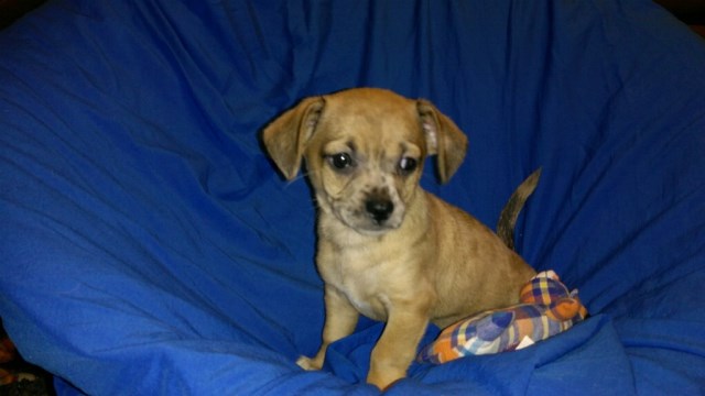 Chihuahua puppy for sale + 50084