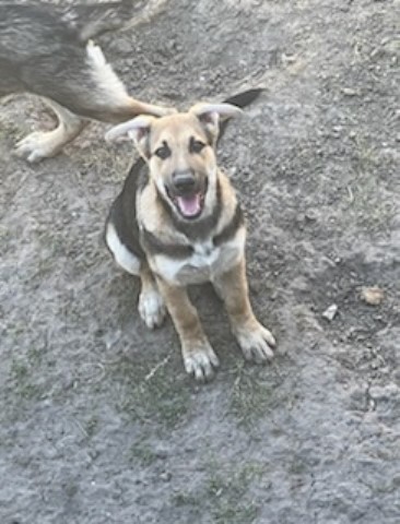 German Shepard puppy(female)
