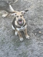 German Shepard puppy(female) German Shepherd Dog for sale/adoption