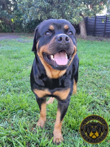 Rottweiler puppy for sale + 64159