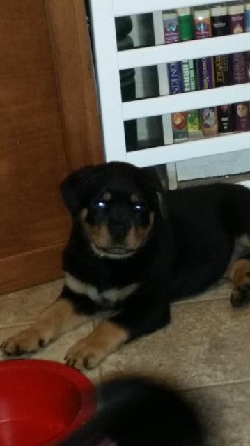 Rottweiler puppy for sale + 51358