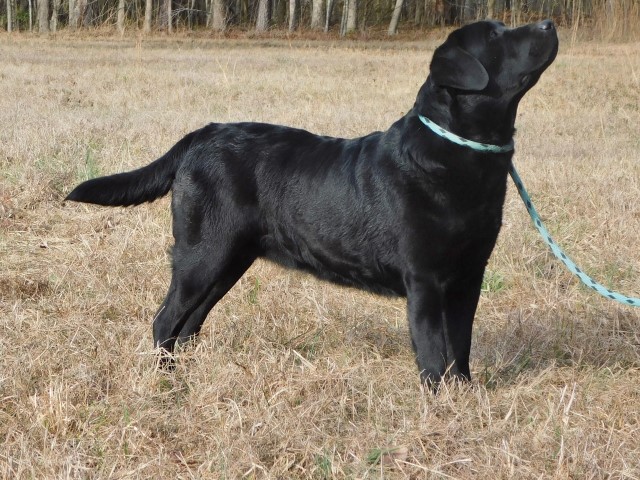 Gorgeous Female Black Labrador Retriever