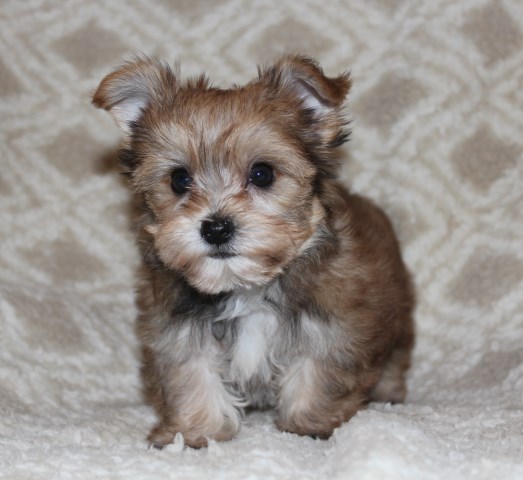 Adorable CKC Yorkie Puppies - Blondes, Sable, & Traditional - Ready Now!