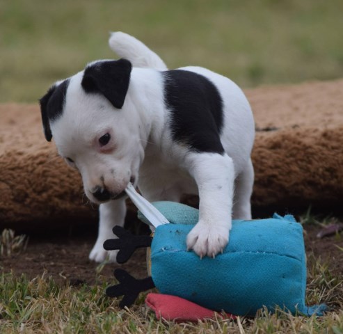 Jack Russell Terrier puppy for sale + 63999