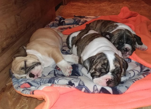 100% English Bulldog Pups