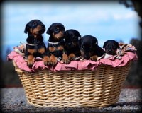 Doberman Pinscher thumbnail