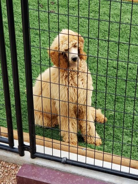 Poodle Standard puppy for sale + 55793