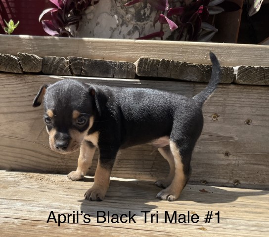 Rat Terrier puppy for sale + 63487