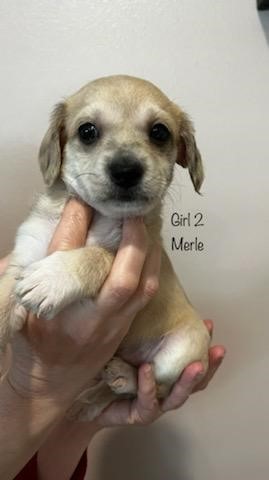 Maltipoo puppy for sale + 63351