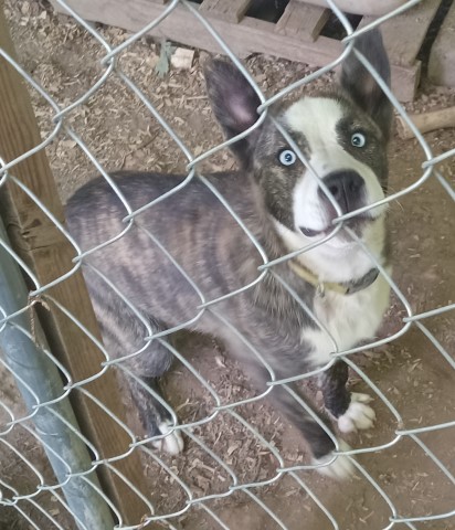 Siberian Husky puppy for sale + 66059