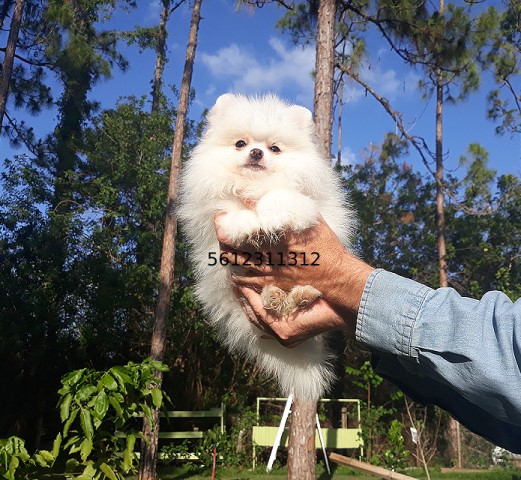 white teddy bear pomeranian puppies for sale