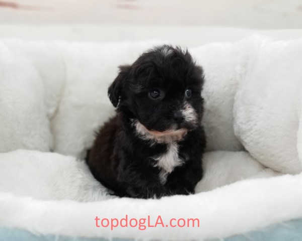Shipoo Puppy- Female- Sally ($1,250)