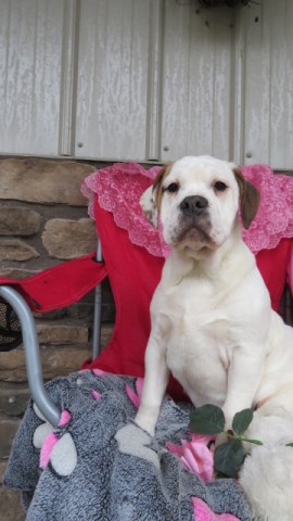 Poppy is a beautiful ,Three fourth English Bulldog , and one fourth Beagle  female