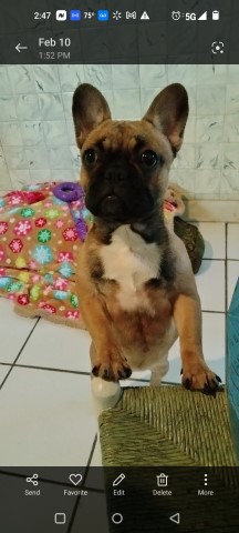 Beautiful Female French Bulldog