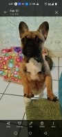 Beautiful Female French Bulldog French Bulldog for sale/adoption