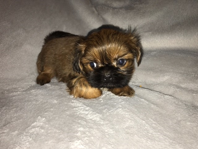 Shih Tzu puppy for sale + 48149