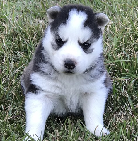 Siberian Husky puppy for sale + 50803