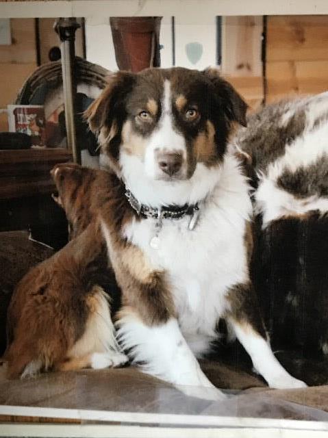 Australian Shepard puppies