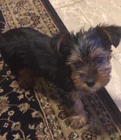 Adorable Yorkshire Terrier Puppy For Sale