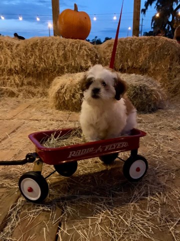 Shih Poo puppy for sale + 58707