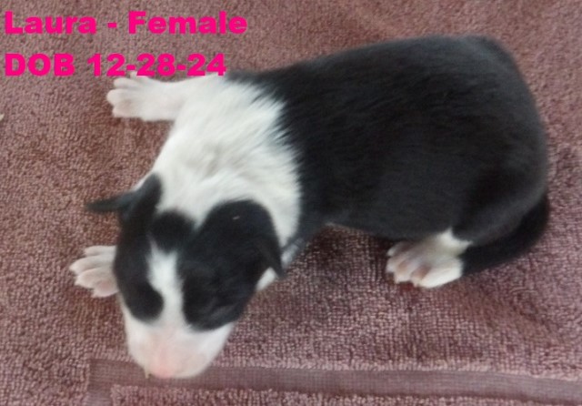 Border Collie puppy for sale + 66349