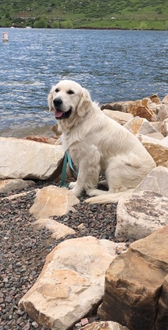 English Cream Golden Retriever