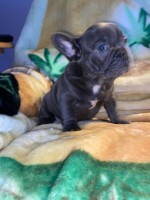 French Bulldog Puppies French Bulldog for sale/adoption
