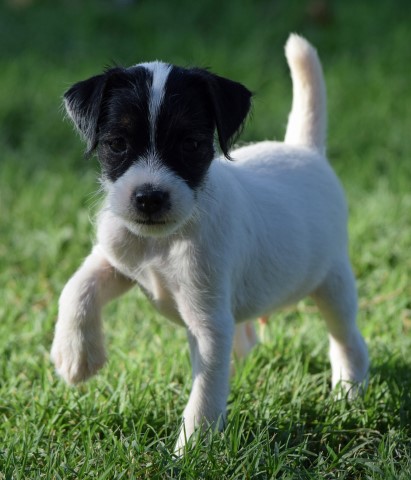 Parson Russell Terrier puppy for sale + 64000